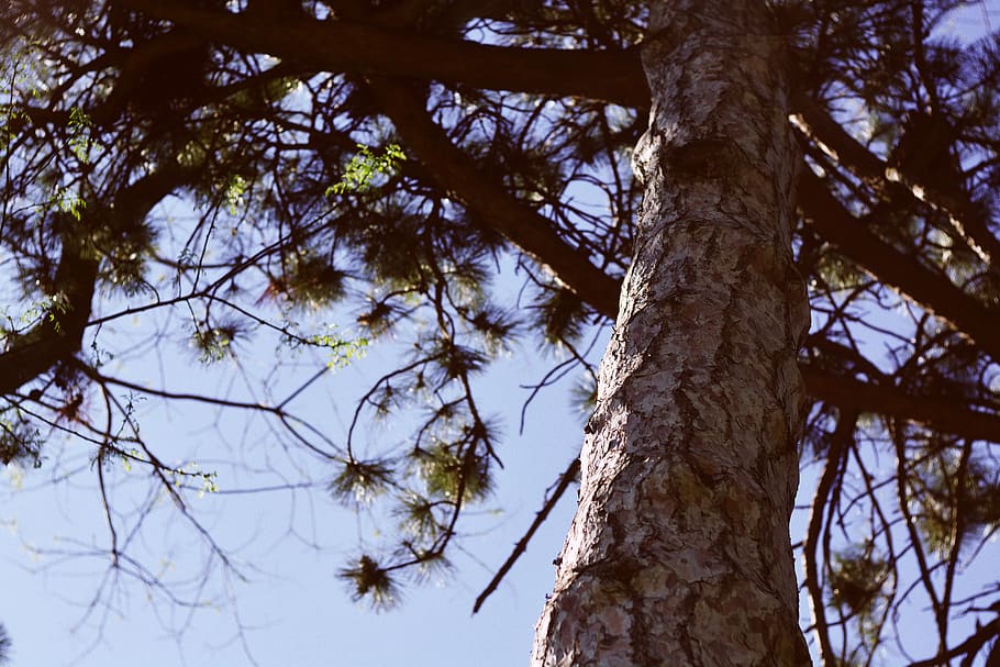 vsco, trees, spruce, forest, summer, sky, nature, light, background HD wallpaper