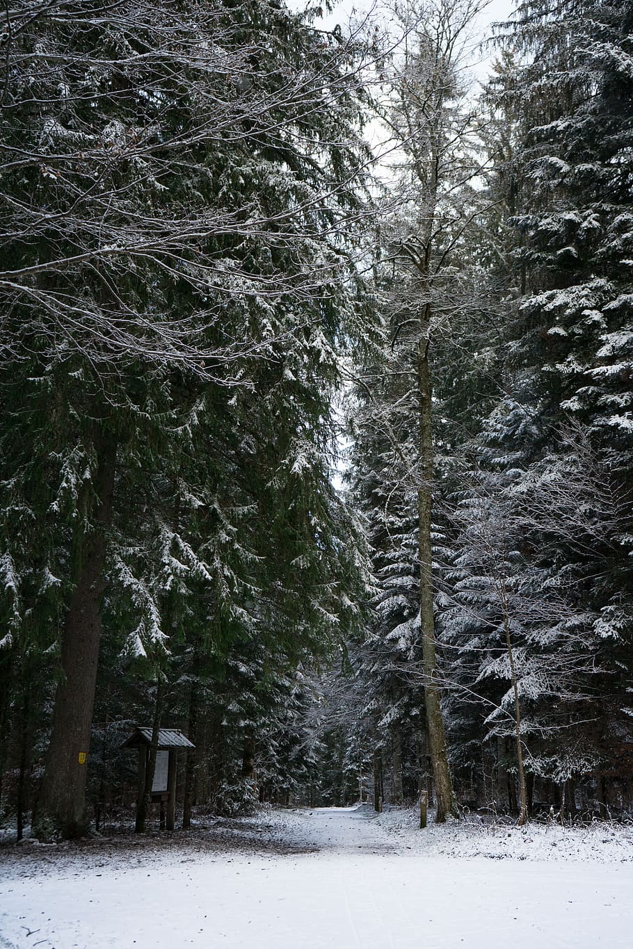 green-leafed trees, plant, abies, fir, conifer, le locle, snow