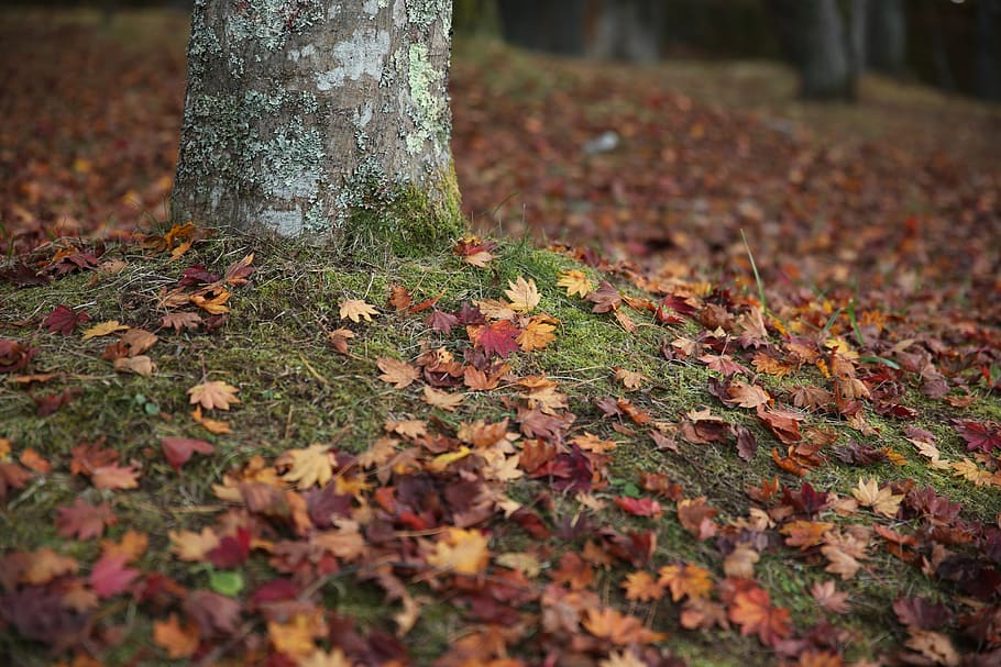 autumn, plant part, leaf, tree trunk, land, nature, change HD wallpaper
