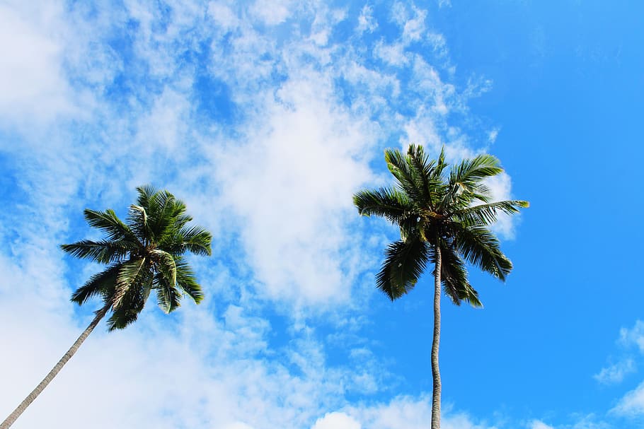 two coconut trees, summer, arecaceae, plant, palm tree, outdoors HD wallpaper