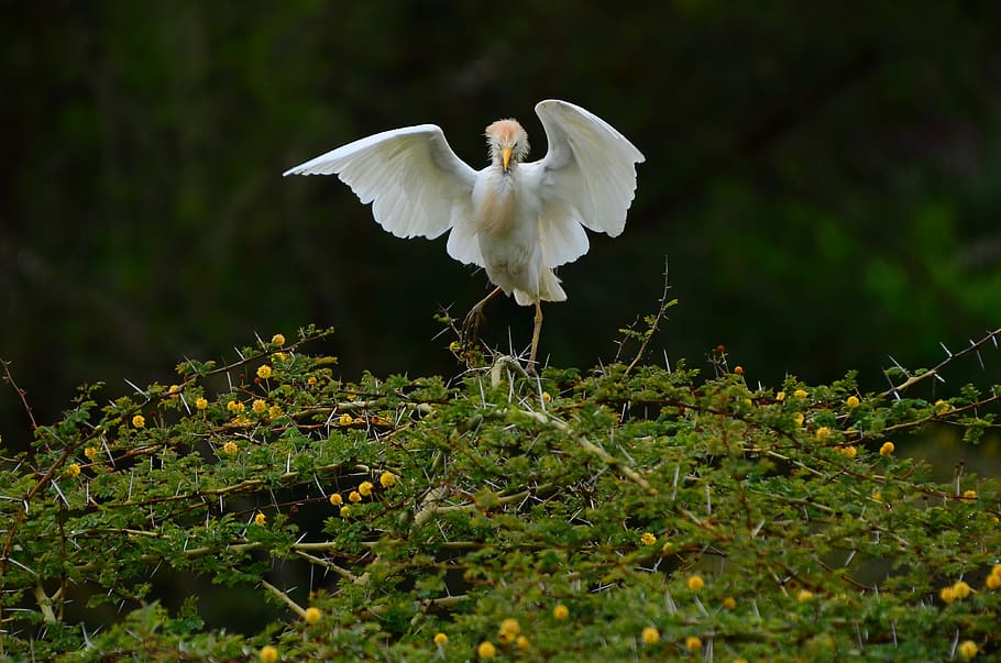 bird, wings, animals in the wild, flying, animal themes, animal wildlife HD wallpaper