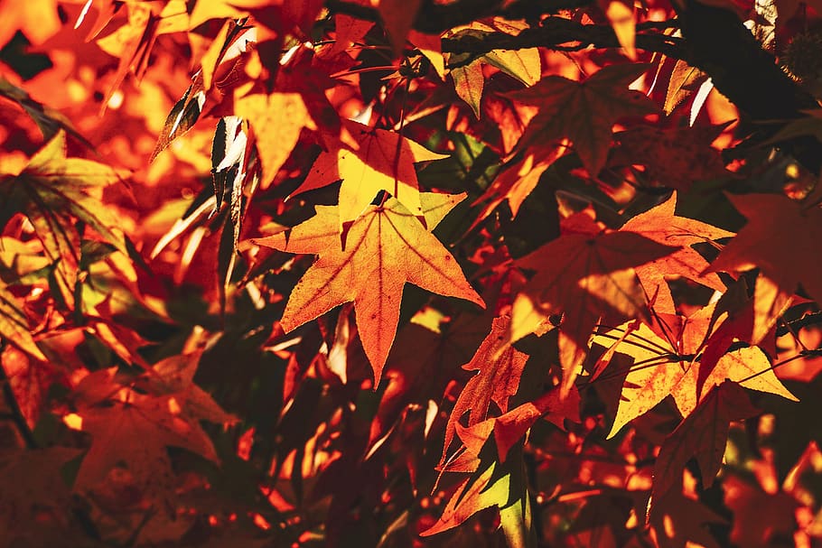 autumn, leaves, fall color, red, tree, mood, bright, colorful, HD wallpaper