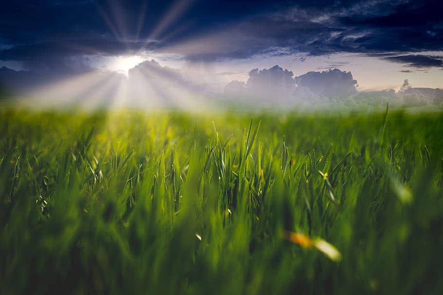 Grass Field, agriculture, countryside, crop, cropland, depth of field HD wallpaper
