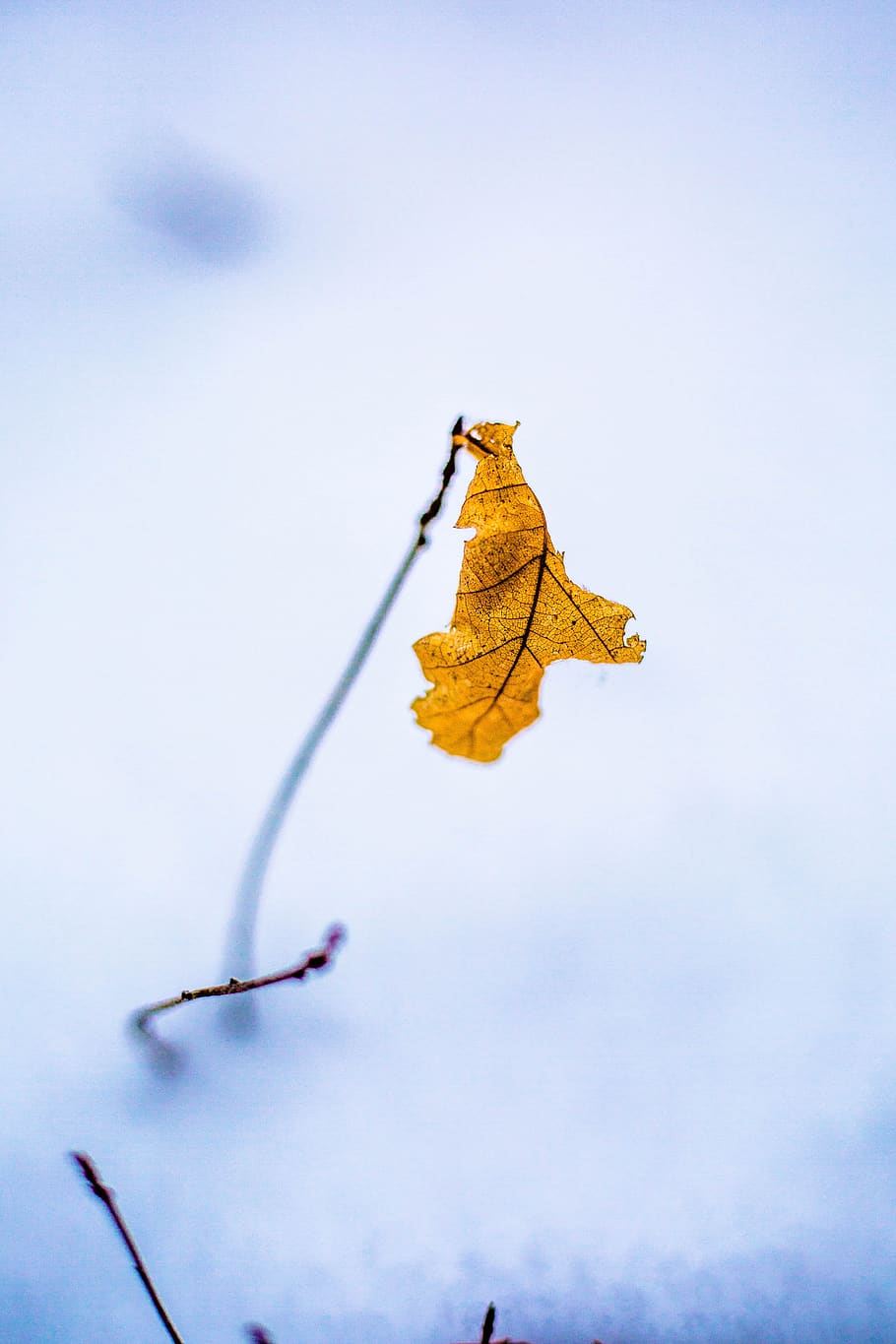 winter, sheet, nature, macro, snow, forest, yellow, blue, cold HD wallpaper