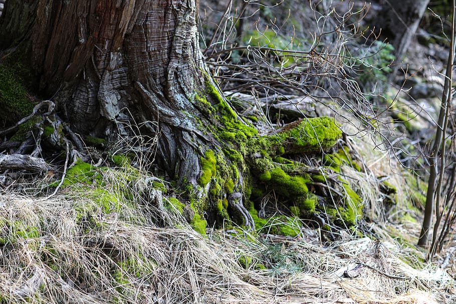 plant, root, moss, tree, yosemite valley, merced river bank HD wallpaper
