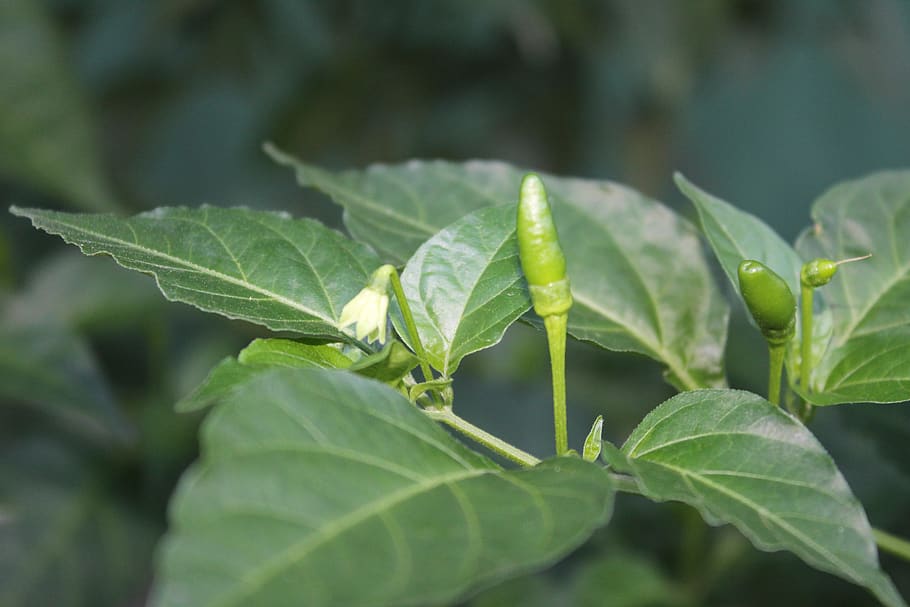 tabasco, ajì, plant, leaf, plant part, green color, growth HD wallpaper