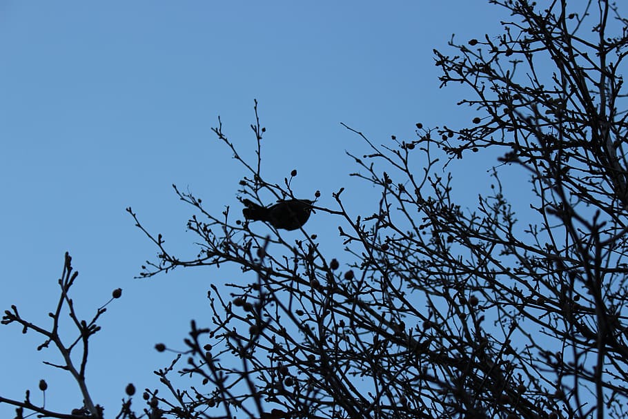 bird, animal, eagle, silhouette, crow, blackbird, agelaius HD wallpaper
