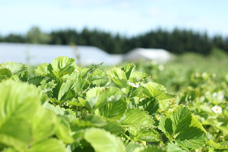 farm, leaf, growth, green color, plant part, food and drink HD wallpaper