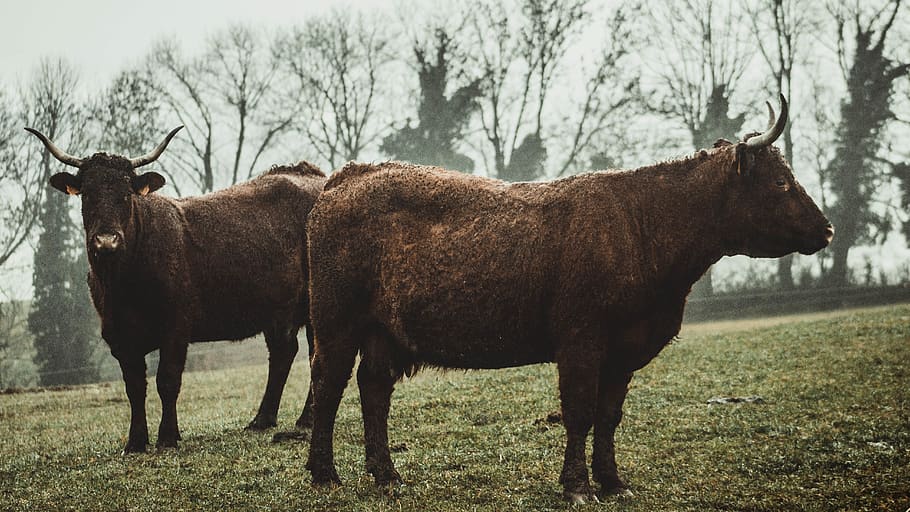two brown oxen, mammal, animal, animal themes, plant, standing HD wallpaper