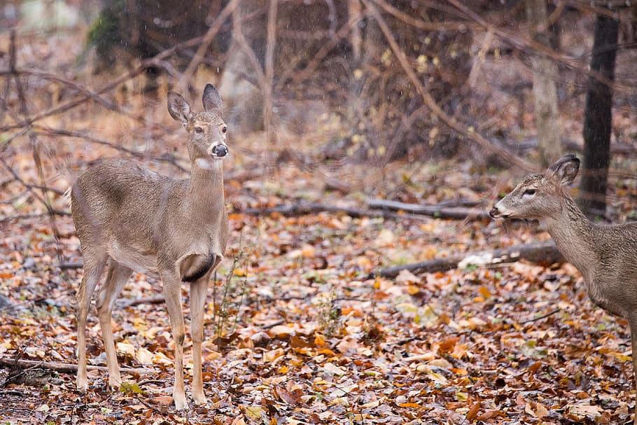 brown deer in forest, animal, mammal, antelope, wildlife, kangaroo HD wallpaper