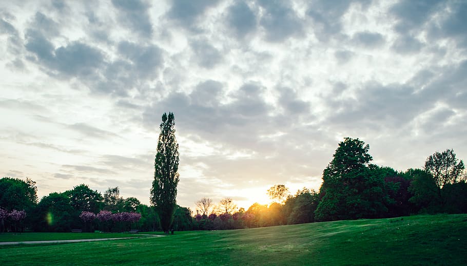 cloud, sun, shining, sky, tree, trees, flowers, grass, grey HD wallpaper