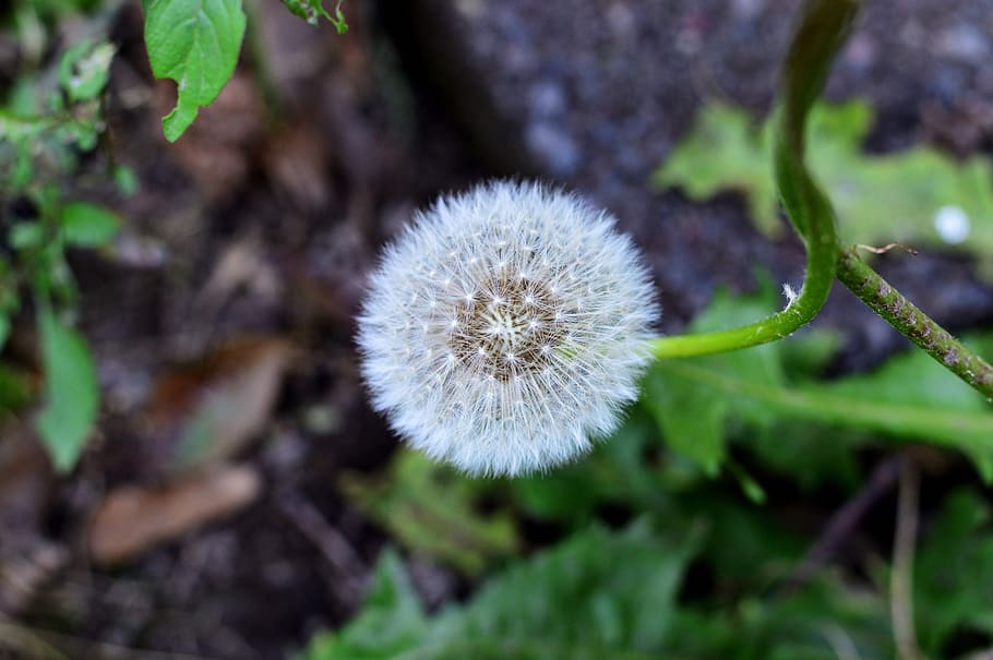 grass, macro, nature, dandelion, spring, summer, flower, plant HD wallpaper