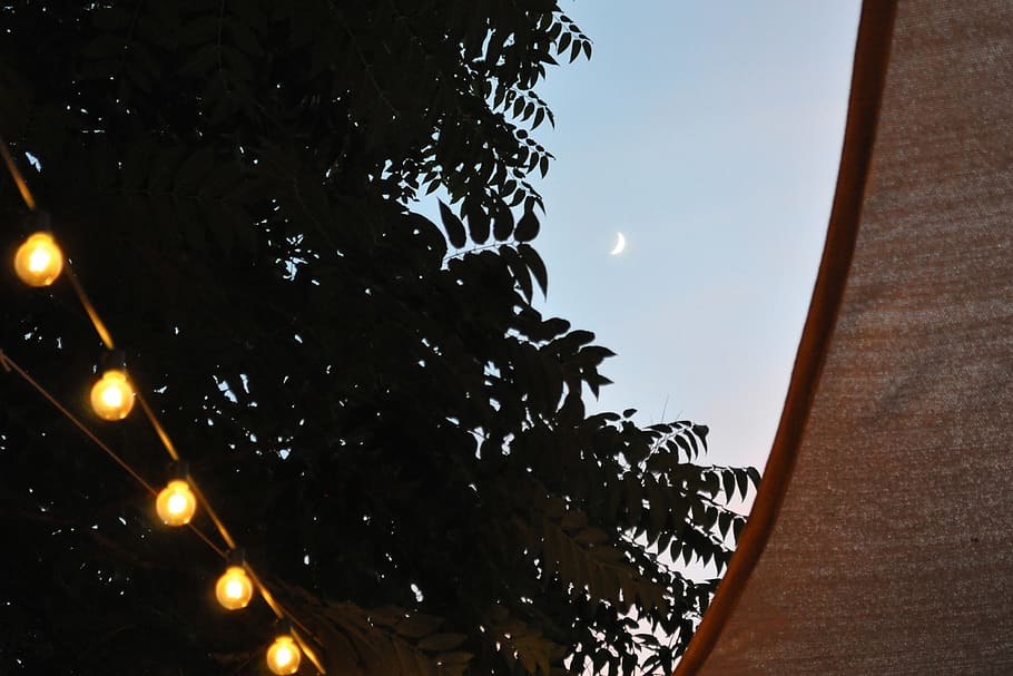 evening moon, low angle view, sky, tree, plant, no people, nature HD wallpaper
