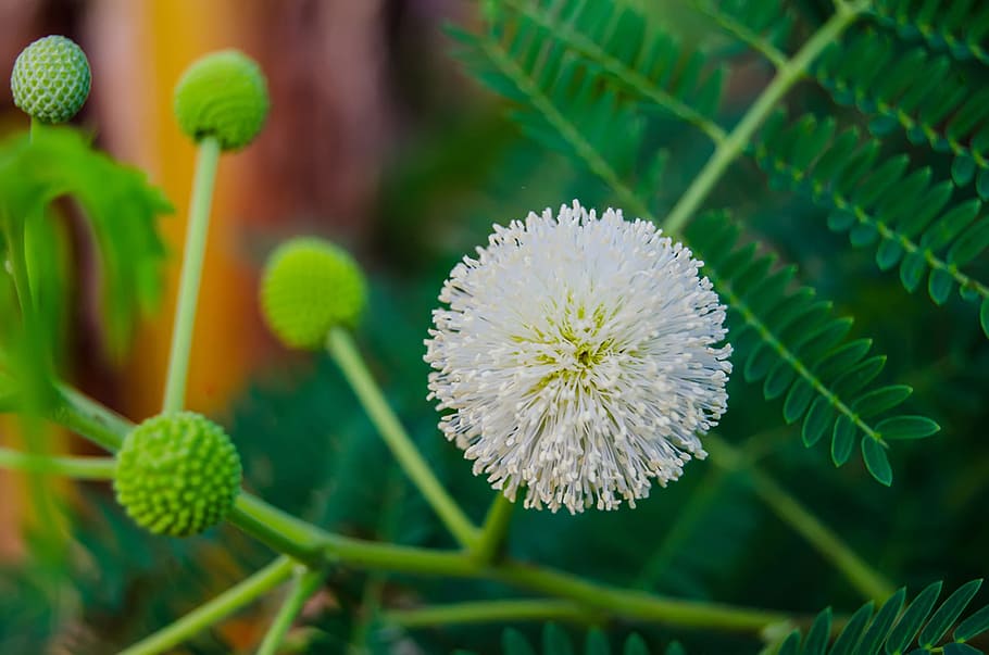 White Touch Me Not Flower, beautiful, bloom, botanical, bright HD wallpaper