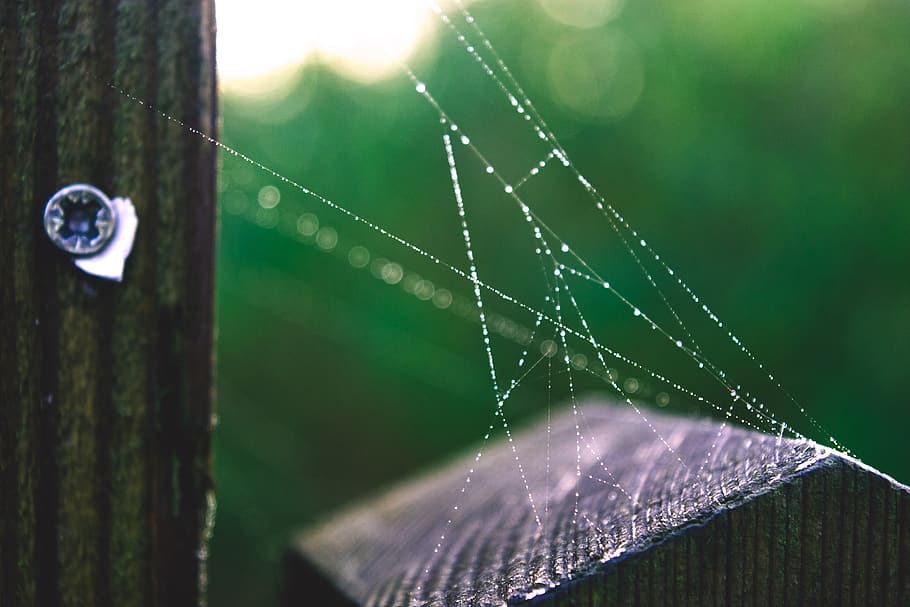 web, spider, winter, water, drops, wood, nail, morning, focus HD wallpaper