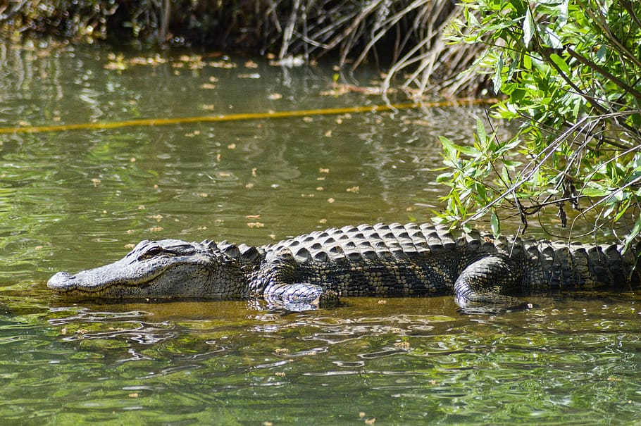 alligator on lake, crocodile, animal, reptile, mount pleasant HD wallpaper