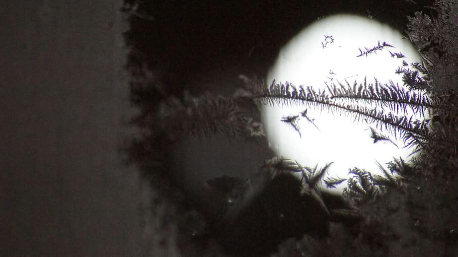 ice pattern, window, macro, no people, group of animals, animal wildlife HD wallpaper