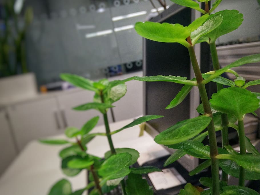 tree, nature, plant part, leaf, green color, growth, potted plant HD wallpaper