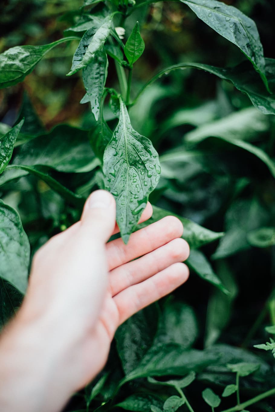 person holding green leaf, hand, rain, wet, drop, leaves, outdoors HD wallpaper