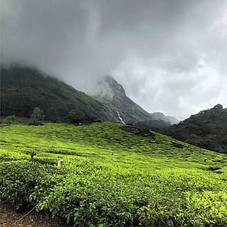 india, munnar, tea, mountain, beauty in nature, scenics - nature HD wallpaper