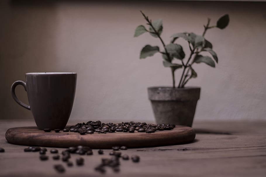 coffee beans on brown pan, jar, flora, potted plant, vase, pottery HD wallpaper