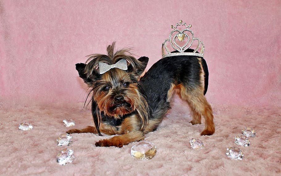 yorkshire terrier, dog, crown, diamond, canine, pets, domestic, HD wallpaper