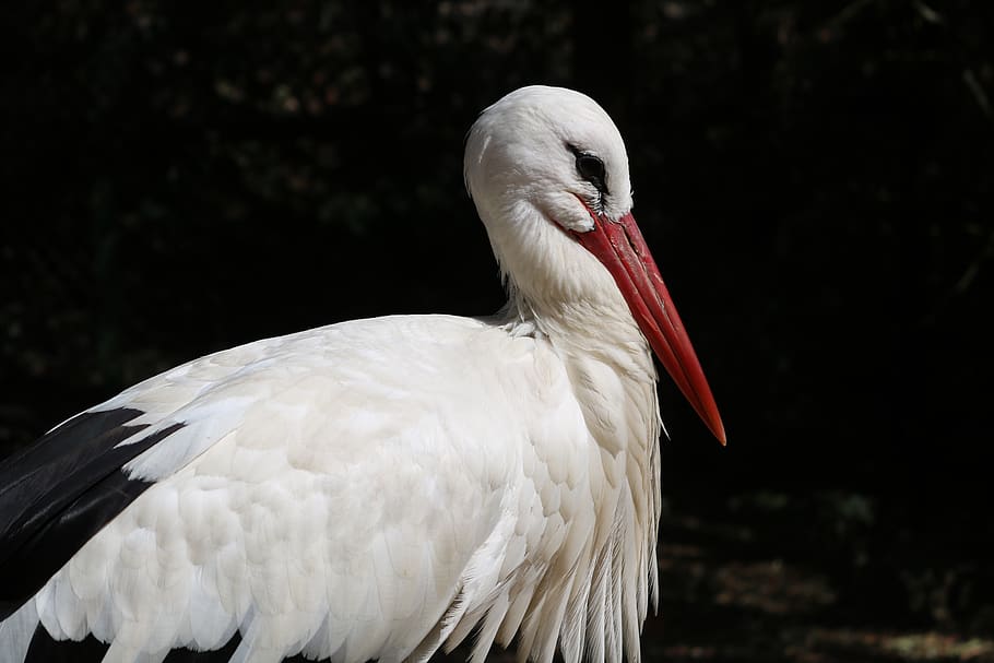 stork, animals, nature, bird, vertebrate, one animal, animals in the wild HD wallpaper