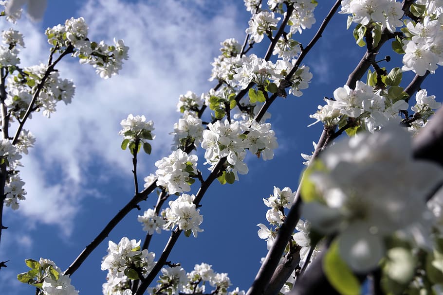 tree, natural, day, flower, flowers, bloom, springtime, blue HD wallpaper