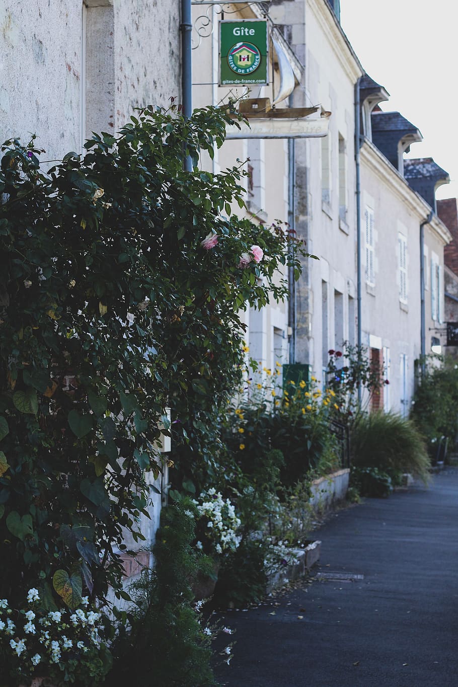 green plant, jar, vase, flora, pottery, potted plant, town, high rise HD wallpaper