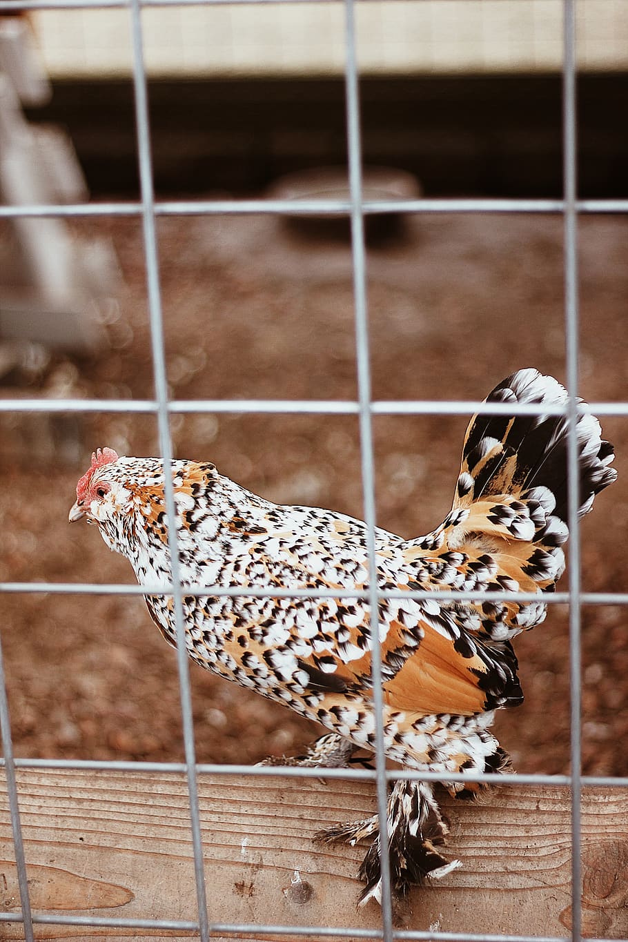 brown and black chicken, animal, animal themes, mammal, animals in captivity HD wallpaper