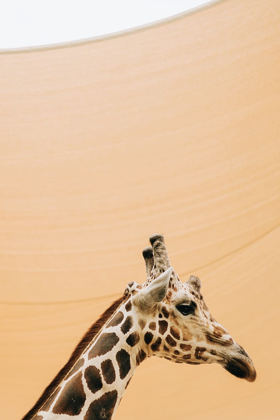 HD wallpaper: giraffe, wildlife, zoo, animal, naples zoo, sandy wall, animal  house | Wallpaper Flare