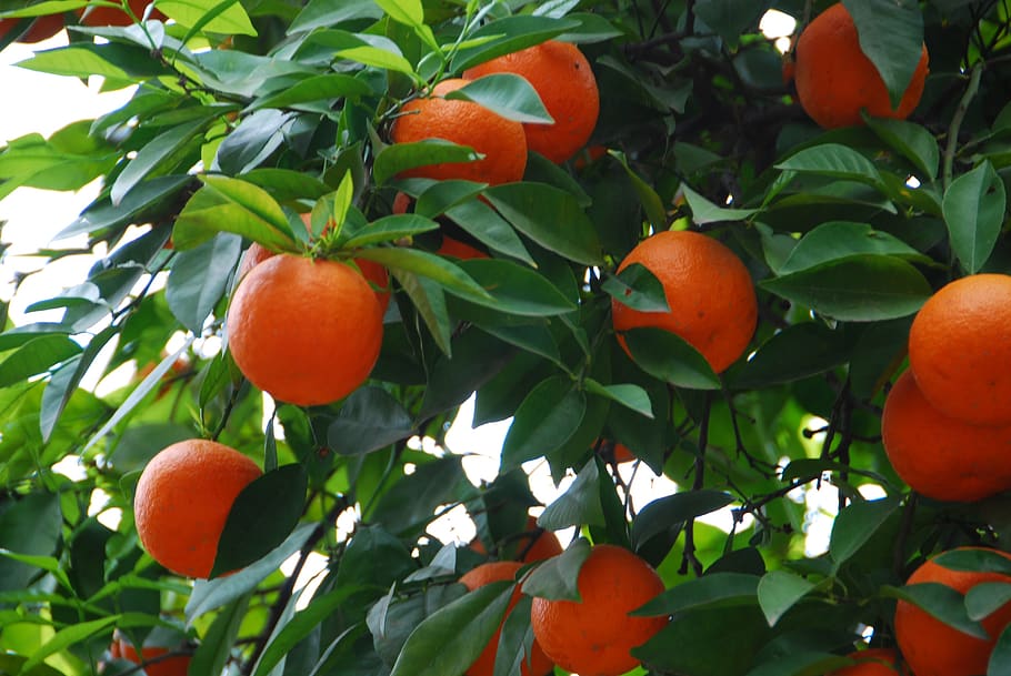 oranges, leaves, green, tree, fruit, food, sano, citrus fruits HD wallpaper