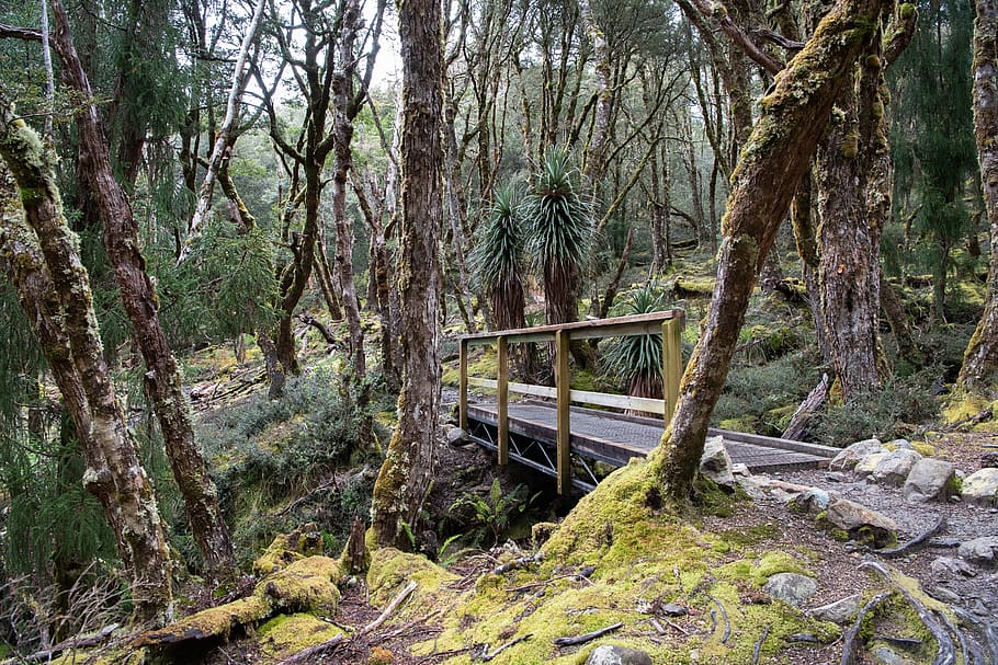 overland track, tasmania, nature, wilderness, outdoors, hike, HD wallpaper