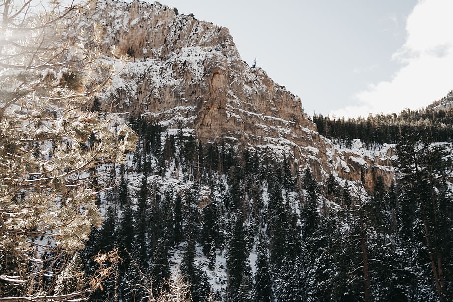 mountain ranges, plant, tree, fir, abies, conifer, outdoors, las vegas HD wallpaper