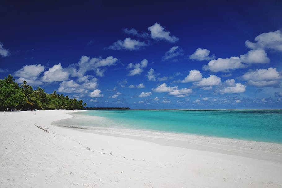 maldives-meeru-island-resort-and-spa-palm-tree-beach.jpg