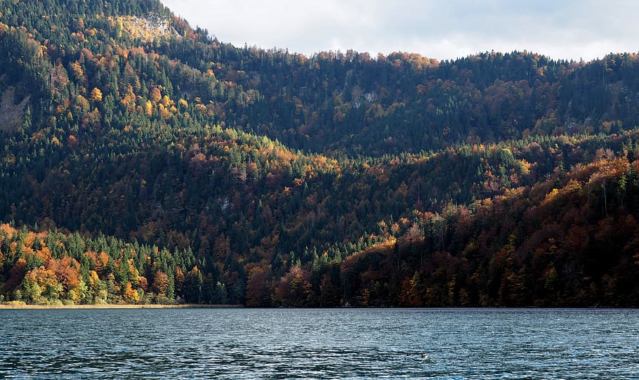 fall, forest, trees, multicolor, yellow, orange, green, lake HD wallpaper