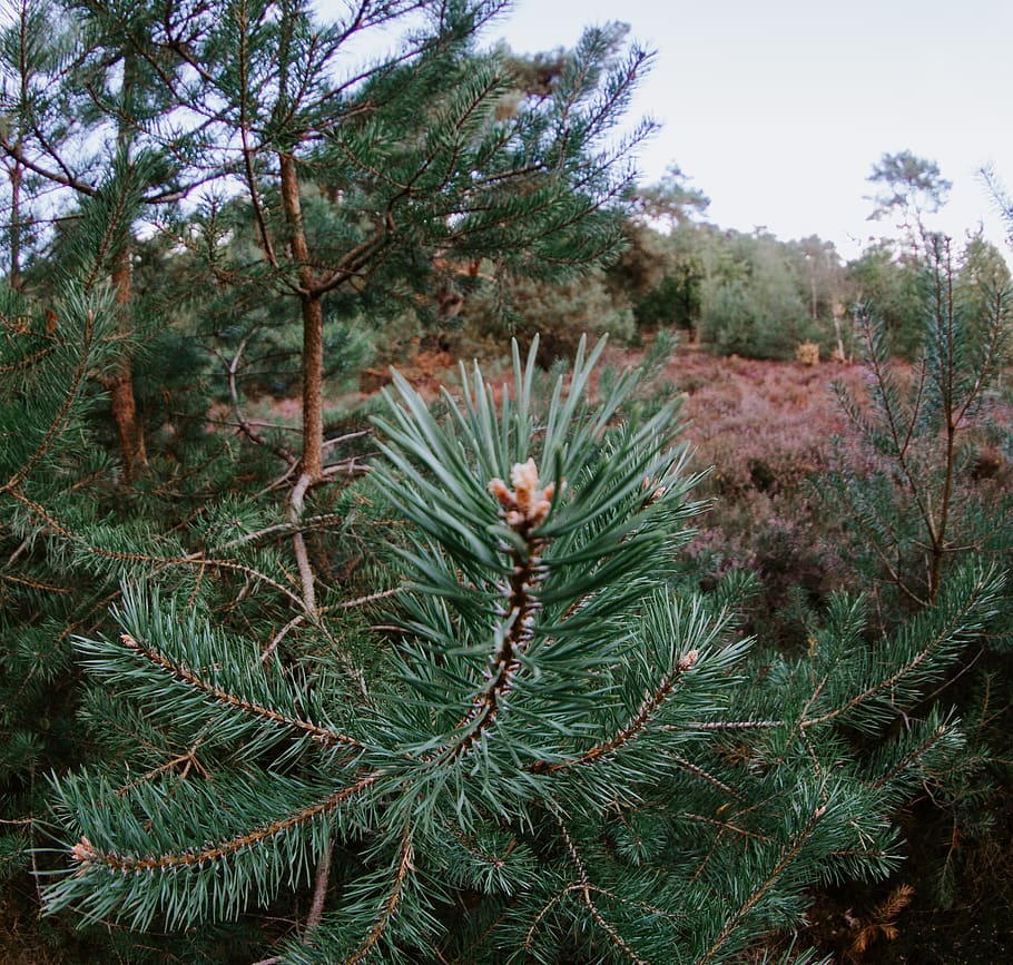 netherlands, eindhoven, stratumse heide, plant, tree, growth HD wallpaper