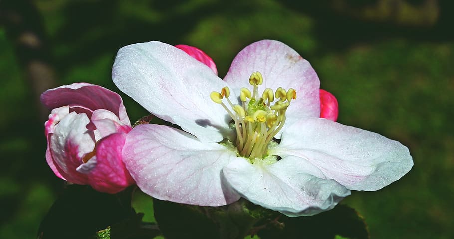 apple, apple flower, tree, spring, branch, garden, nature, closeup HD wallpaper