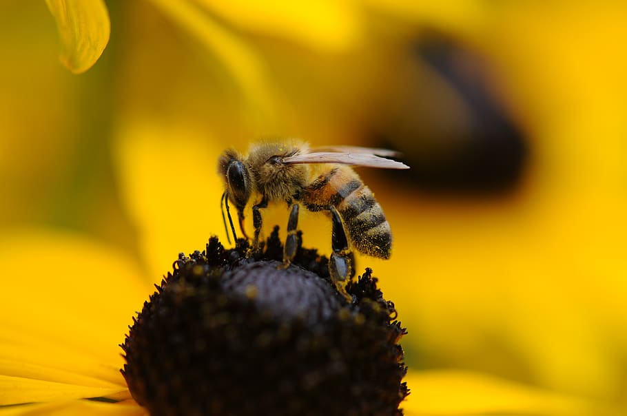 Tilt Shift Lens Photography of Yellow and Black Bee, close-up HD wallpaper