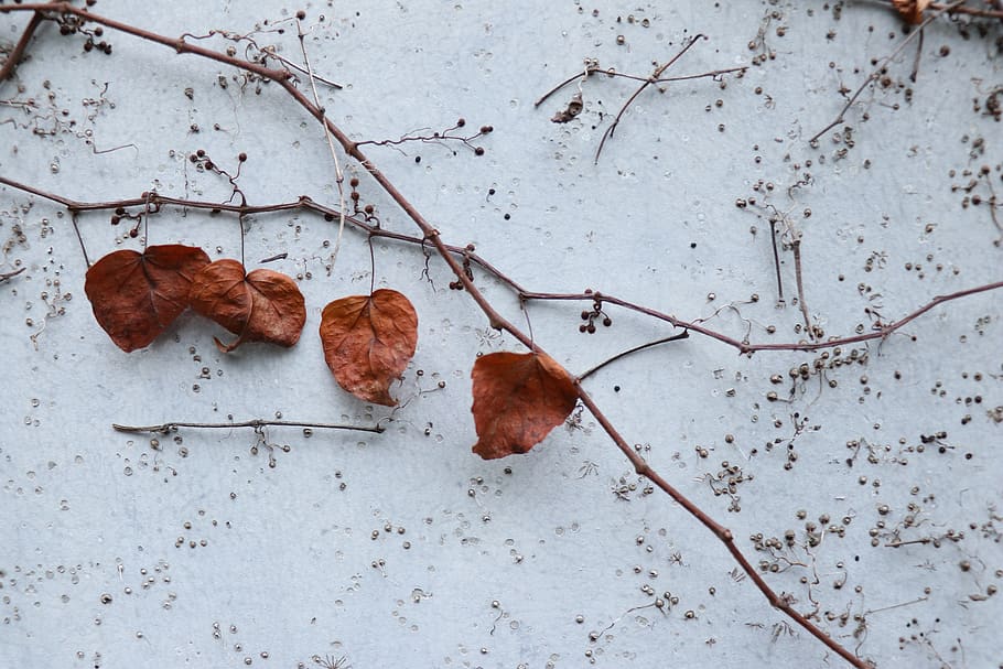 brown dried leaves, plant, leaf, tree, ground, root, nature, outdoors HD wallpaper