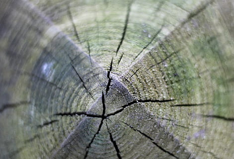 tree, nature, rings, texure, ourdoors, crack, old, wood, forest HD wallpaper