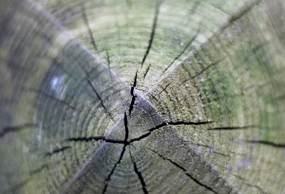 tree, nature, rings, texure, ourdoors, crack, old, wood, forest HD wallpaper