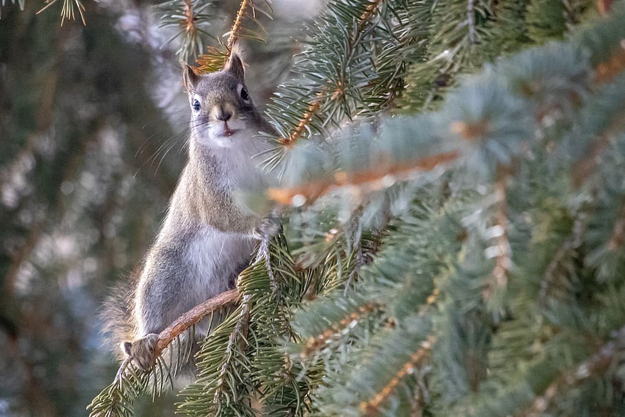 white and gray squirrel on pine tree, plant, one animal, animal themes HD wallpaper