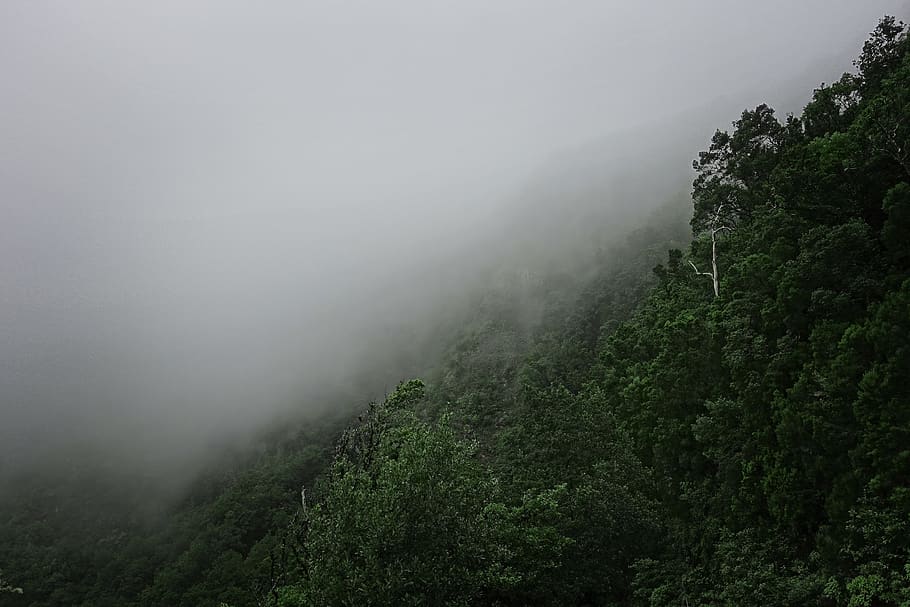 foggy mountain, nature, weather, outdoors, mist, santa cruz de tenerife HD wallpaper
