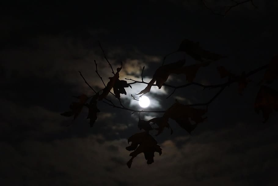 moon, night, mystical, light, sky, cloud, clarity, fantasy HD wallpaper