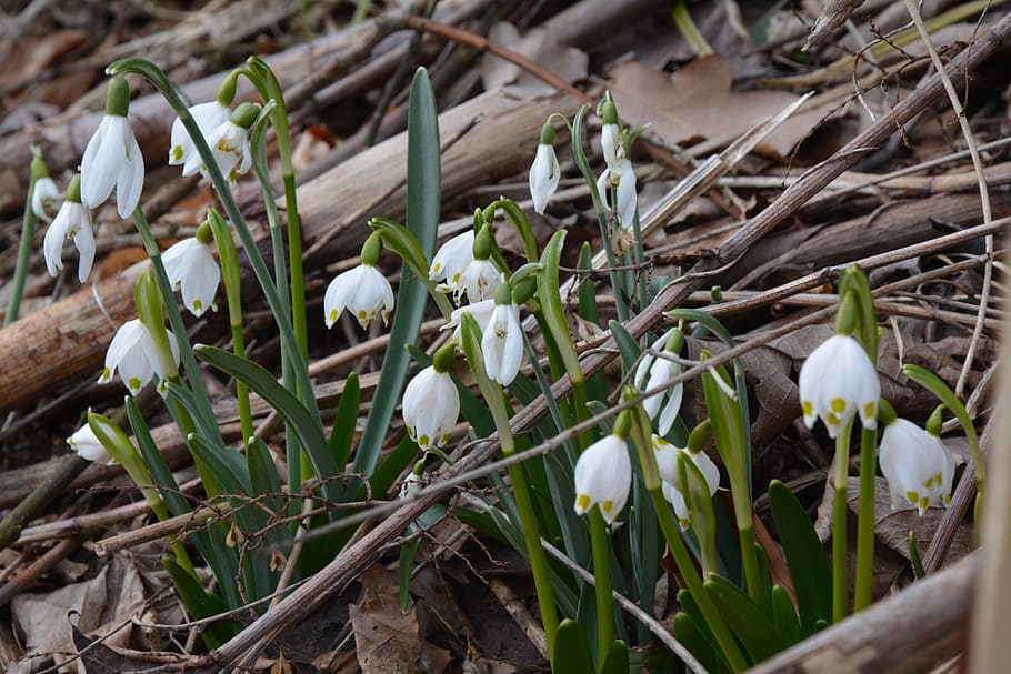 snowdrop, spring, nature, flower, bloom, signs of spring, early bloomer HD wallpaper