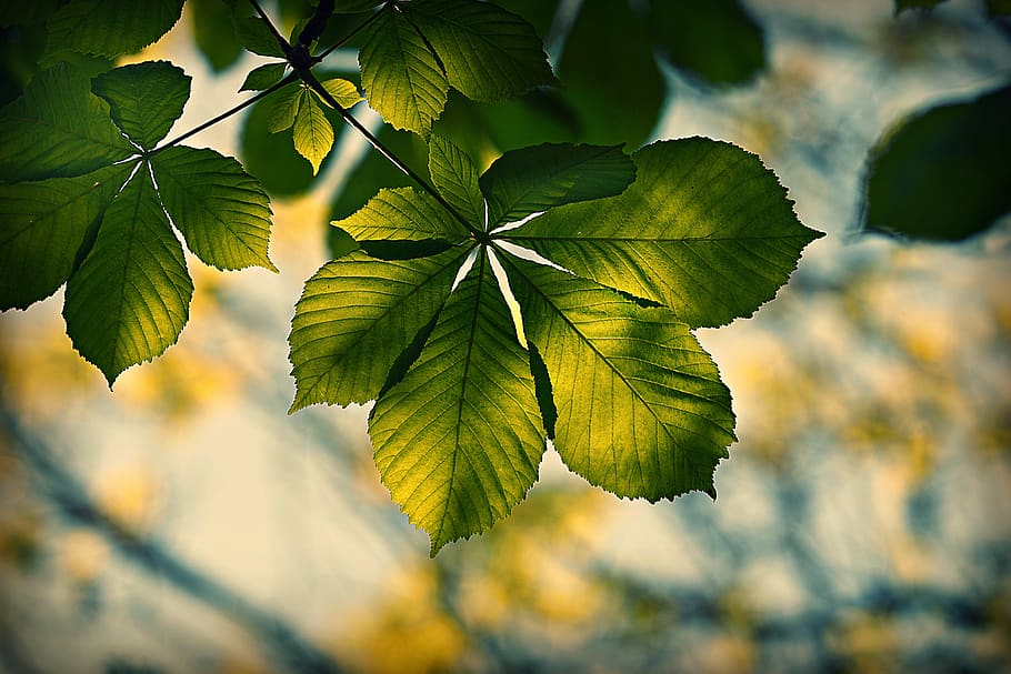 chestnut leaf, foliage, vein, pattern, tree, branch, colorful HD wallpaper