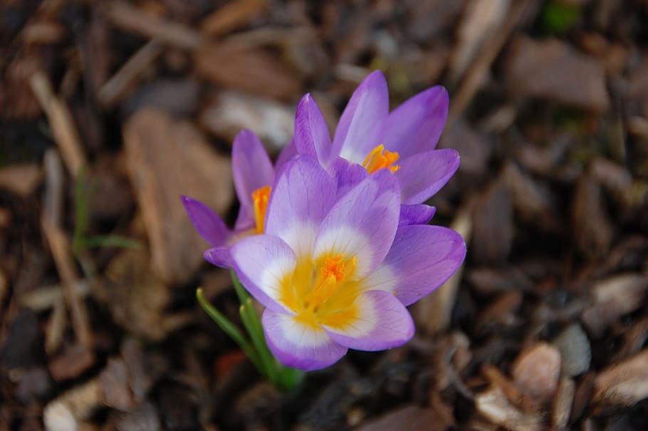 crocus, spring, trio, flowers, nature, flora, purple, garden HD wallpaper
