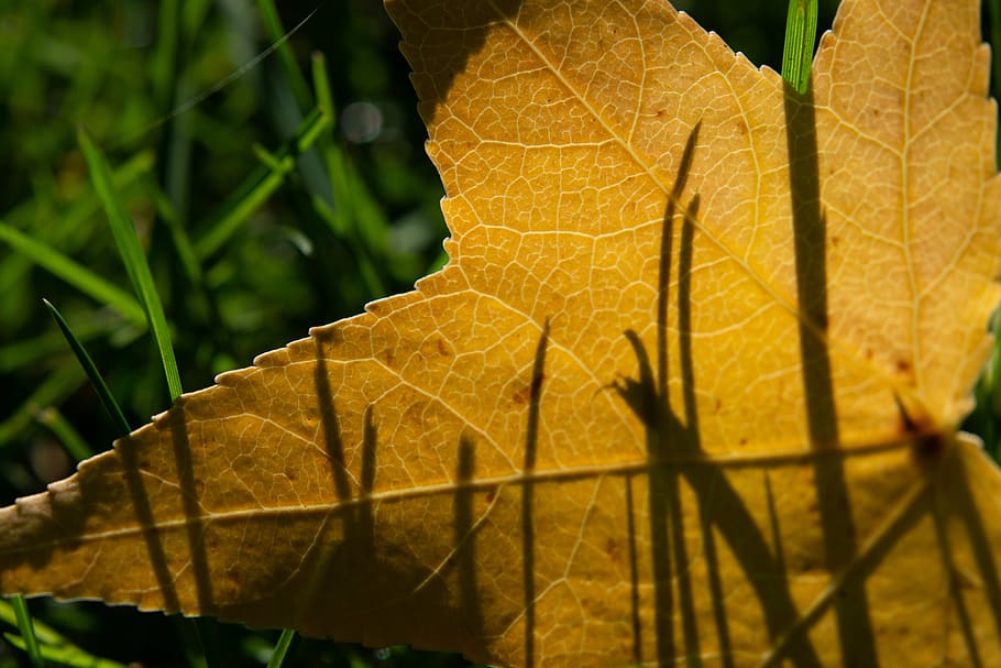 netherlands, amsterdam, leaf, plant part, leaf vein, close-up HD wallpaper
