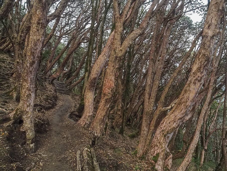 tree, plant, tree trunk, nepal, rhododendron forest, annapurna circuit HD wallpaper